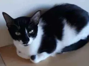 Gato raça SRD idade 1 ano nome Nina