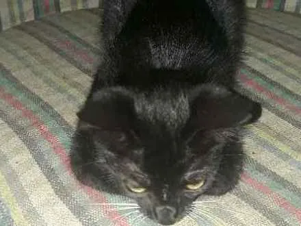Gato ra a vira-lata idade 2 a 6 meses nome Pepeto