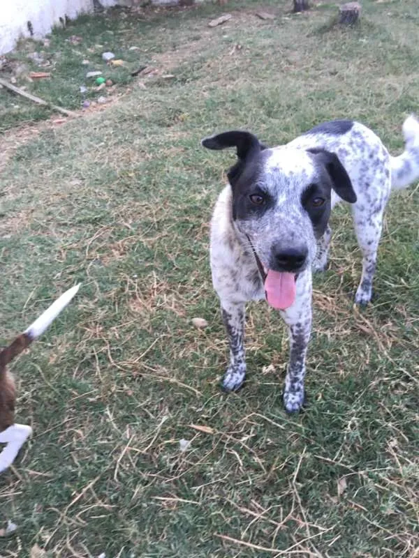 Cachorro ra a srd idade 1 ano nome Thanos