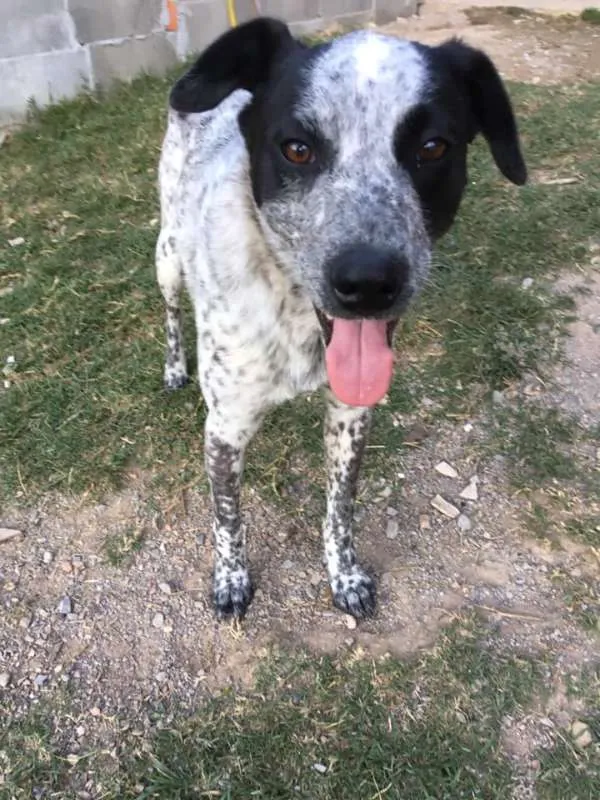 Cachorro ra a srd idade 1 ano nome Thanos