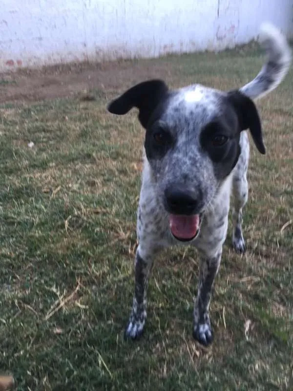 Cachorro ra a srd idade 1 ano nome Thanos