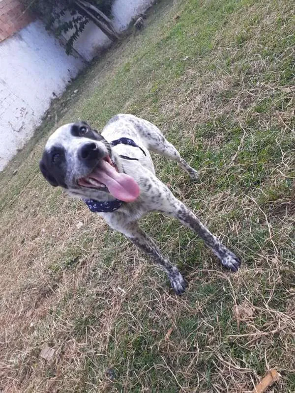 Cachorro ra a srd idade 1 ano nome Thanos