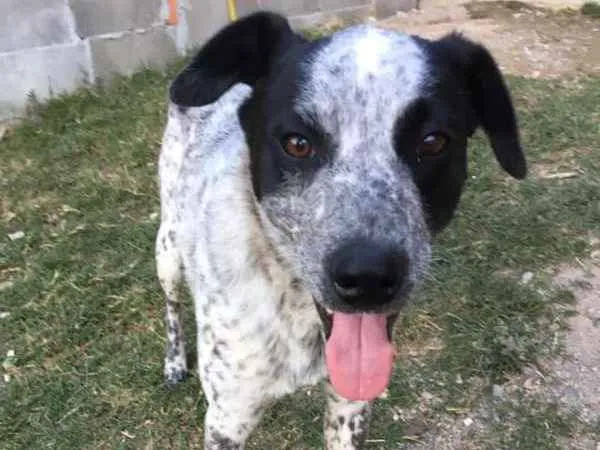 Cachorro ra a srd idade 1 ano nome Thanos