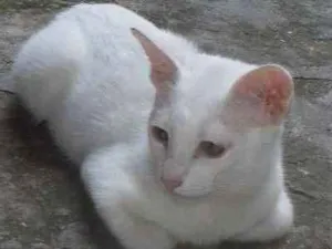 Gato raça SRD idade 2 a 6 meses nome Limão e laranja