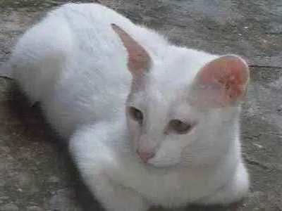 Gato ra a SRD idade 2 a 6 meses nome Limão e laranja