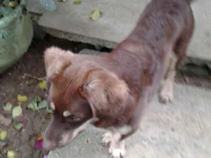 Cachorro raça Indefinido  idade 7 a 11 meses nome Café 