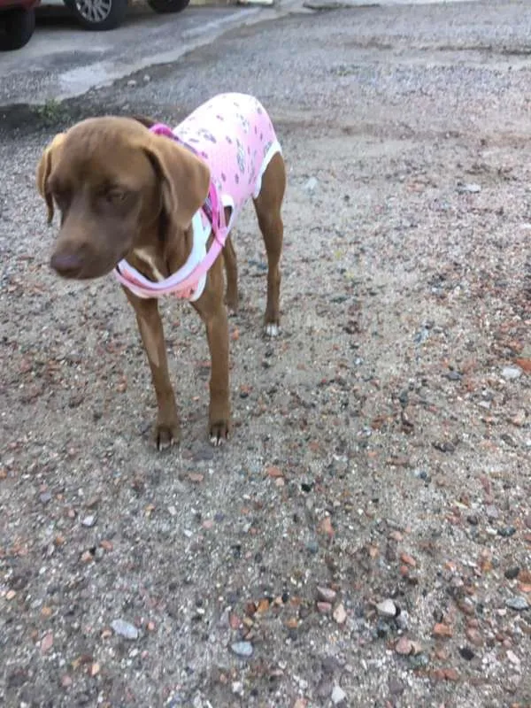 Cachorro ra a srd idade 7 a 11 meses nome Cacau