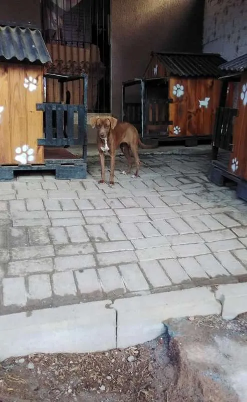 Cachorro ra a srd idade 7 a 11 meses nome Cacau