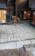 Cacau