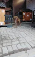 Cacau