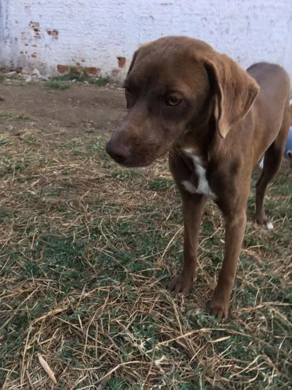 Cachorro ra a srd idade 7 a 11 meses nome Cacau