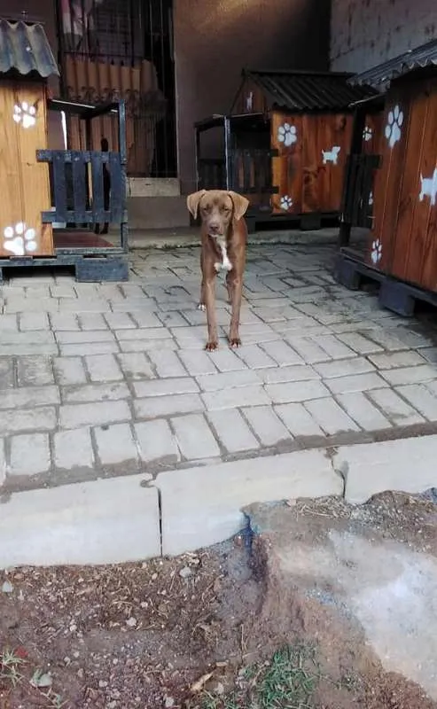 Cachorro ra a srd idade 7 a 11 meses nome Cacau