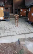 Cacau