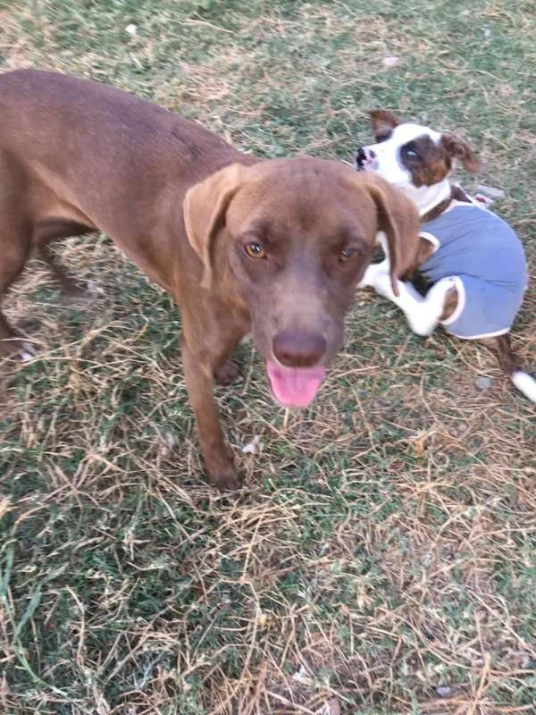 Cachorro ra a srd idade 7 a 11 meses nome Cacau