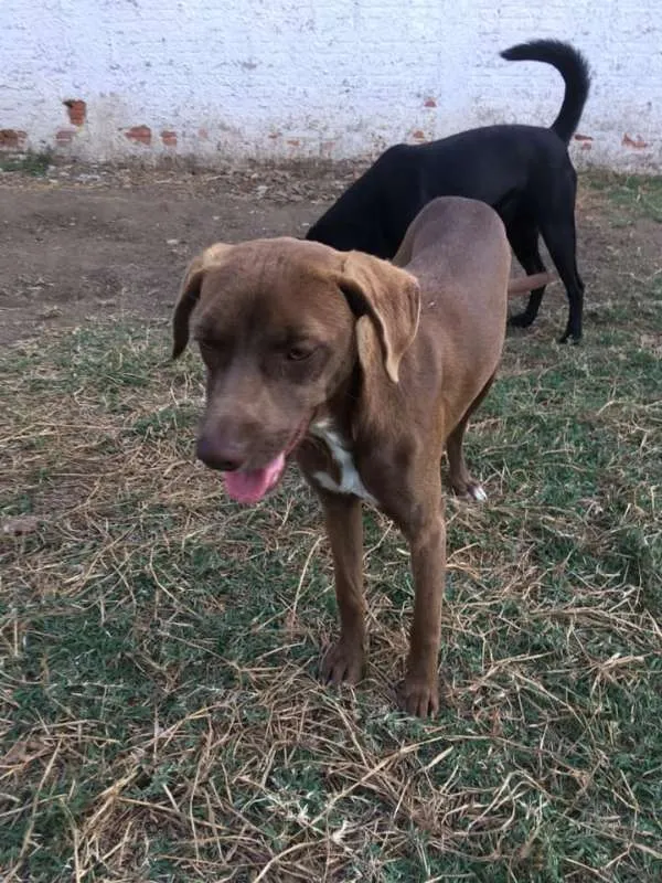 Cachorro ra a srd idade 7 a 11 meses nome Cacau