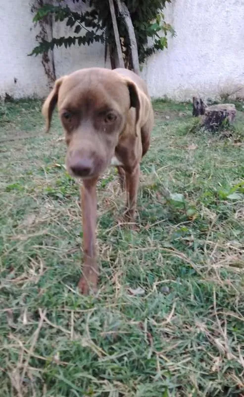 Cachorro ra a srd idade 7 a 11 meses nome Cacau