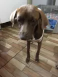 Cacau