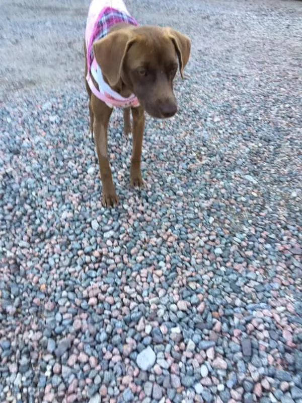 Cachorro ra a srd idade 7 a 11 meses nome Cacau