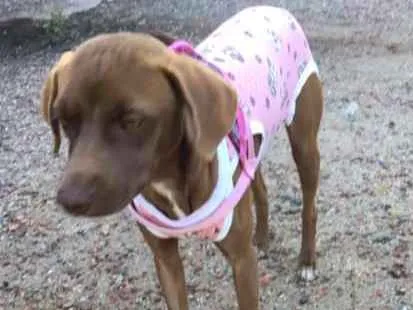 Cachorro ra a srd idade 7 a 11 meses nome Cacau