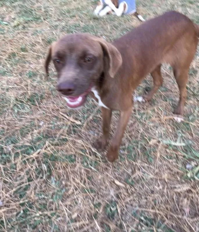 Cachorro ra a srd idade 7 a 11 meses nome Cacau