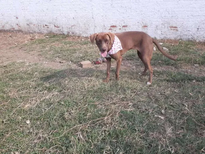 Cachorro ra a srd idade 7 a 11 meses nome Cacau
