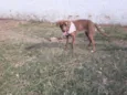 Cacau