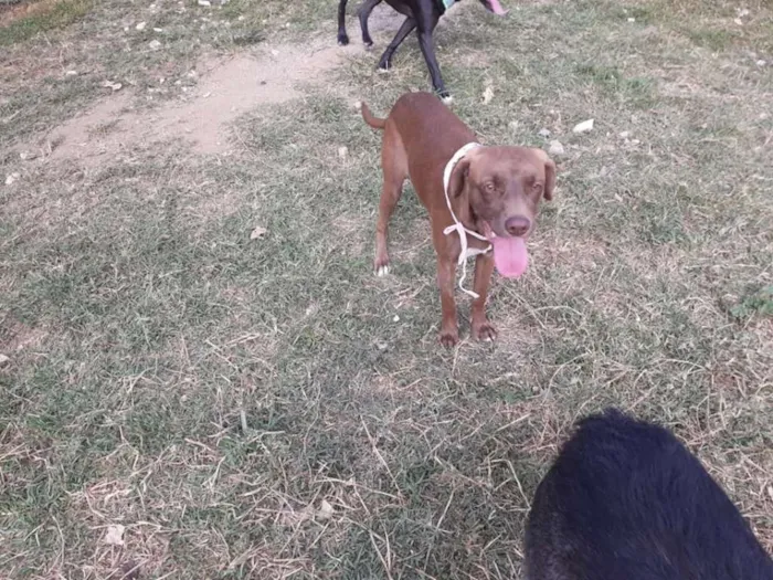 Cachorro ra a srd idade 7 a 11 meses nome Cacau