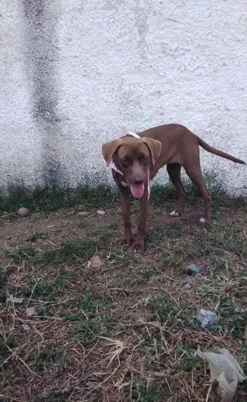 Cachorro ra a srd idade 7 a 11 meses nome Cacau