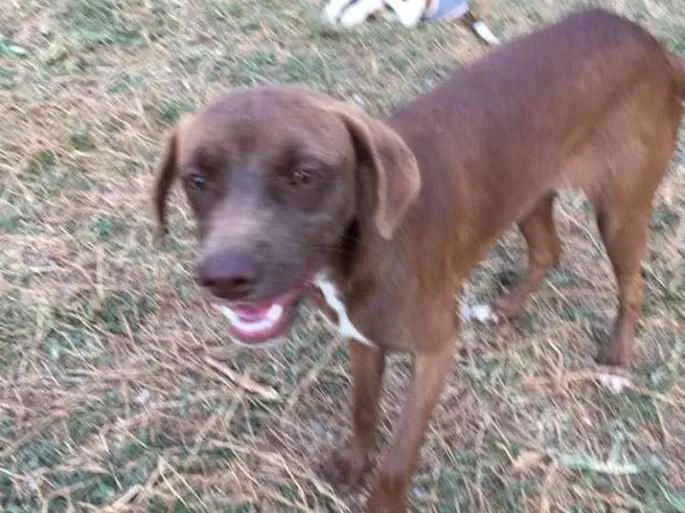 Cachorro ra a srd idade 7 a 11 meses nome Cacau