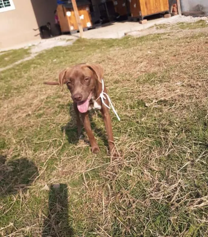 Cachorro ra a srd idade 7 a 11 meses nome Cacau