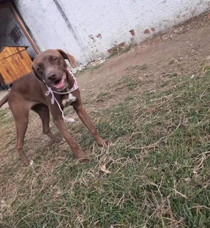 Cachorro ra a srd idade 7 a 11 meses nome Cacau