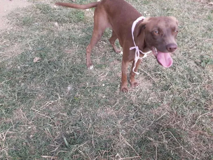 Cachorro ra a srd idade 7 a 11 meses nome Cacau