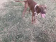 Cacau
