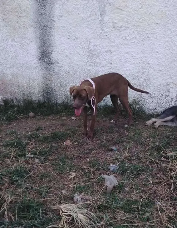 Cachorro ra a srd idade 7 a 11 meses nome Cacau