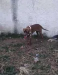 Cacau