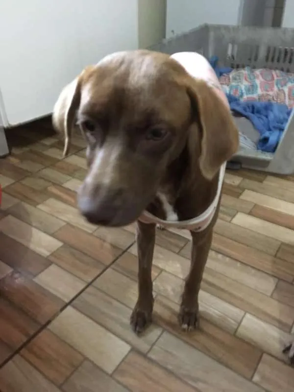 Cachorro ra a srd idade 7 a 11 meses nome Cacau