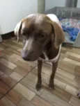 Cacau