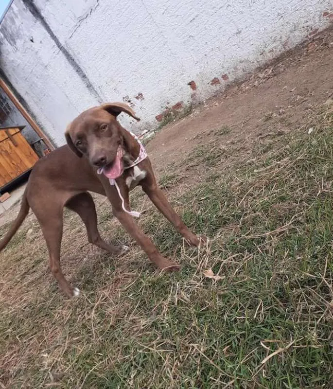 Cachorro ra a srd idade 7 a 11 meses nome Cacau