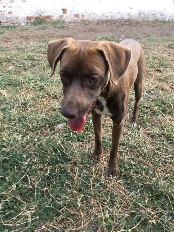 Cachorro ra a srd idade 7 a 11 meses nome Cacau