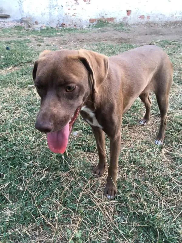 Cachorro ra a srd idade 7 a 11 meses nome Cacau
