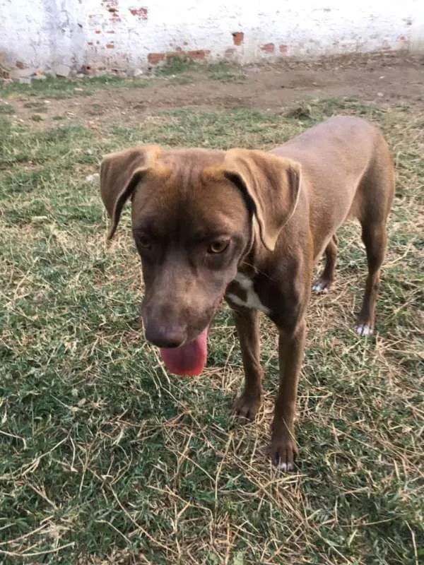 Cachorro ra a srd idade 7 a 11 meses nome Cacau