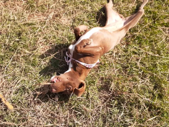 Cachorro ra a srd idade 7 a 11 meses nome Cacau