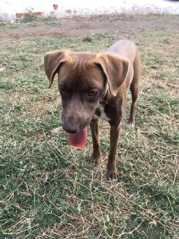 Cachorro ra a srd idade 7 a 11 meses nome Cacau