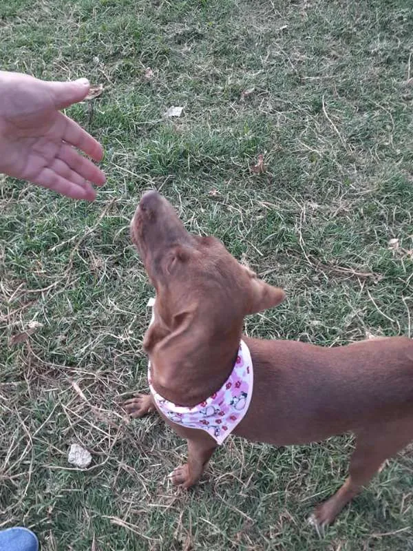 Cachorro ra a srd idade 7 a 11 meses nome Cacau