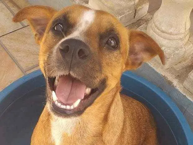 Cachorro ra a SRD idade 2 anos nome Mel