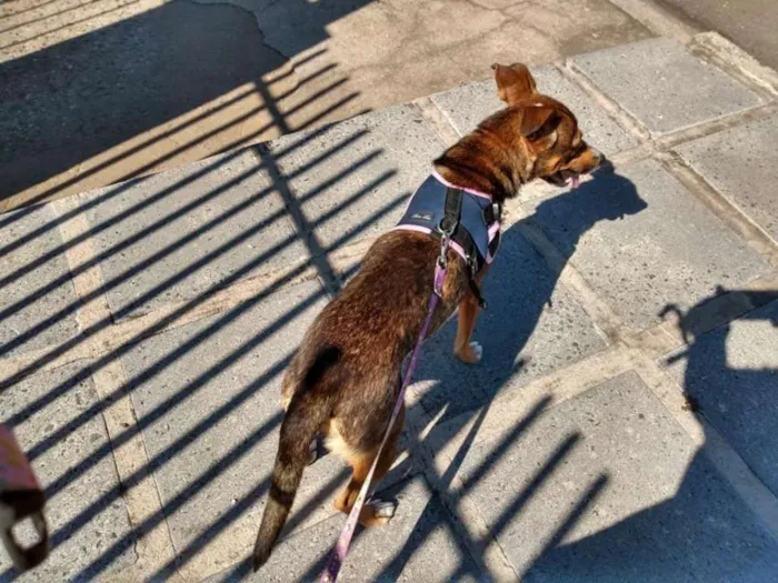 Cachorro ra a srd idade 1 ano nome Pipa