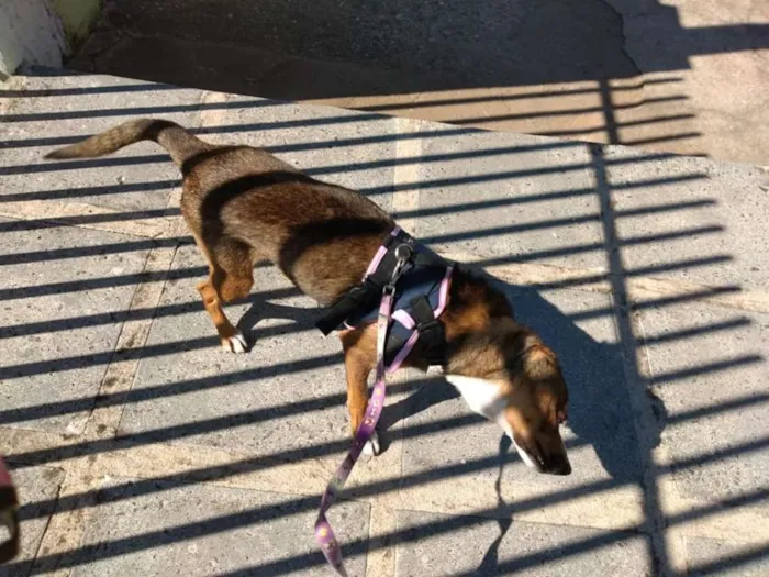 Cachorro ra a srd idade 1 ano nome Pipa