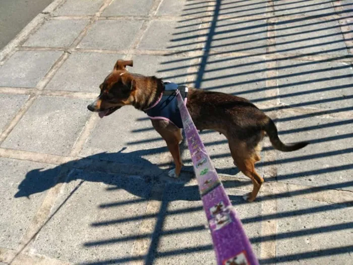 Cachorro ra a srd idade 1 ano nome Pipa
