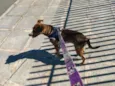 Pipa
