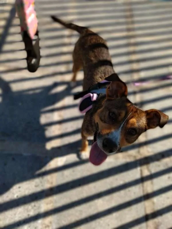 Cachorro ra a srd idade 1 ano nome Pipa